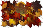 Fall