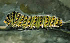 Caterpilar