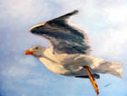 Flying Still