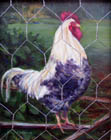 Proud Mr. Rooster 