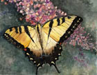 The Golden Butterfly