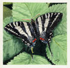Zebra Swallowtail 