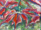 Poinsettia